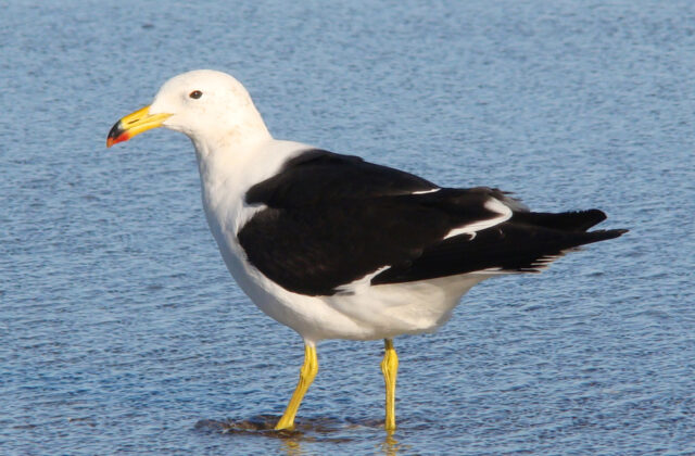 Olrog’s Gull