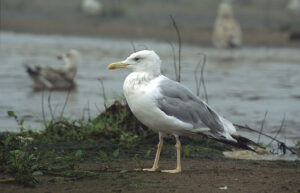 Caspian Gull