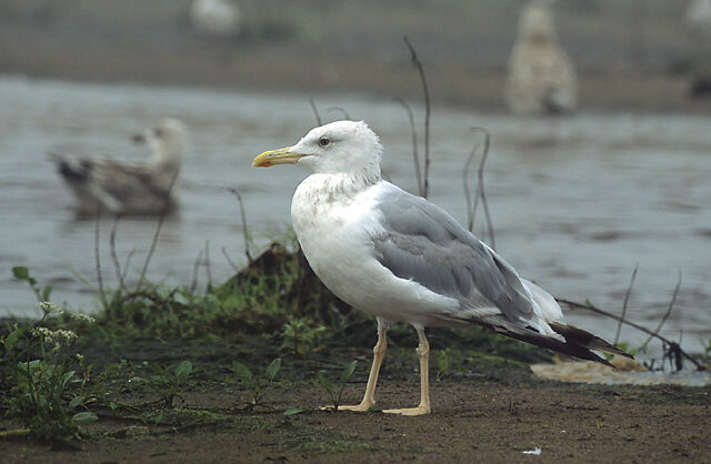 Caspian Gull