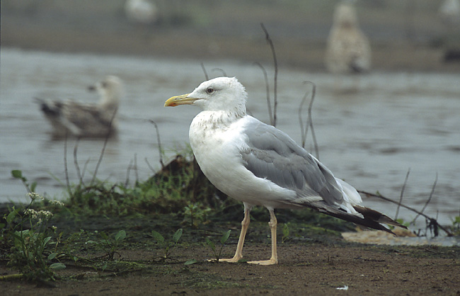 Caspian Gull