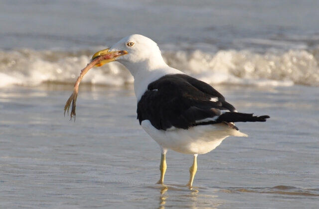Kelp Gull