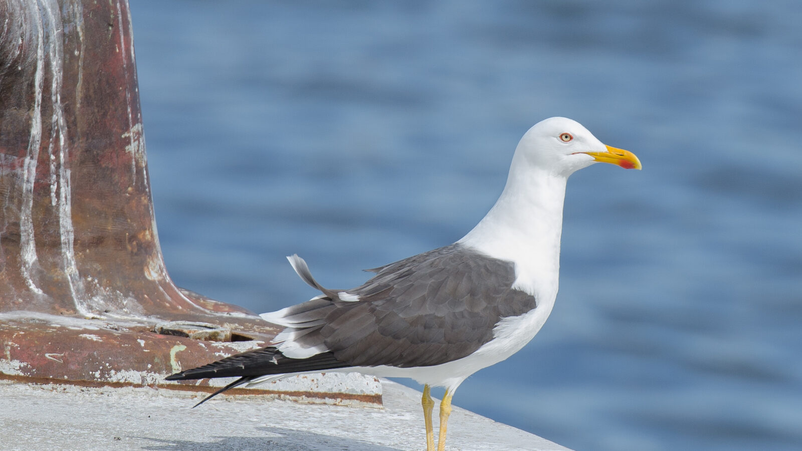 Lesser Black-backed Gull