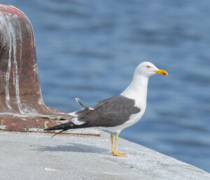 Lesser Black-backed Gull