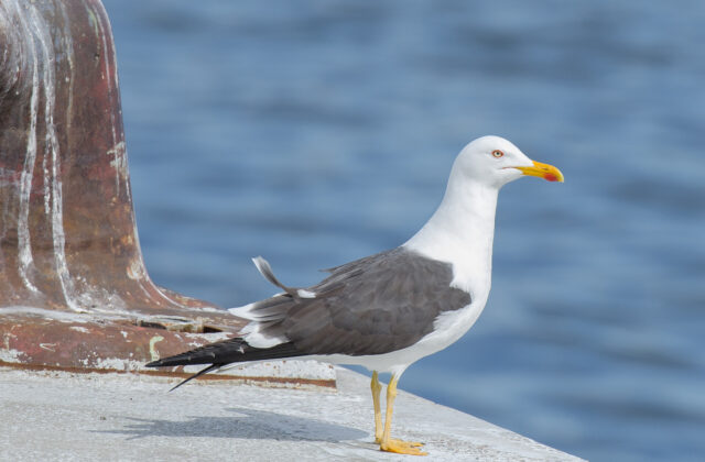 Lesser Black-backed Gull