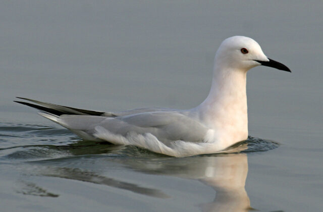Slender-billed Gull