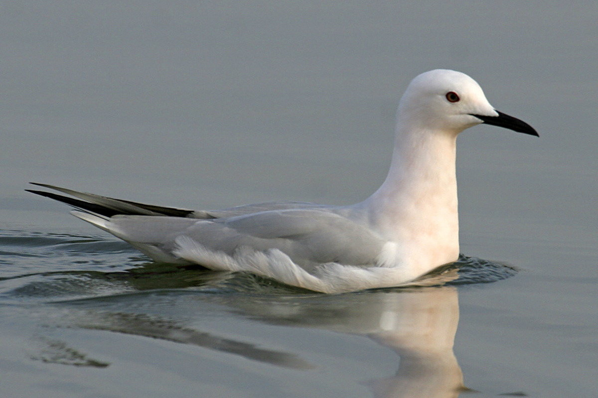 Slender-billed Gull
