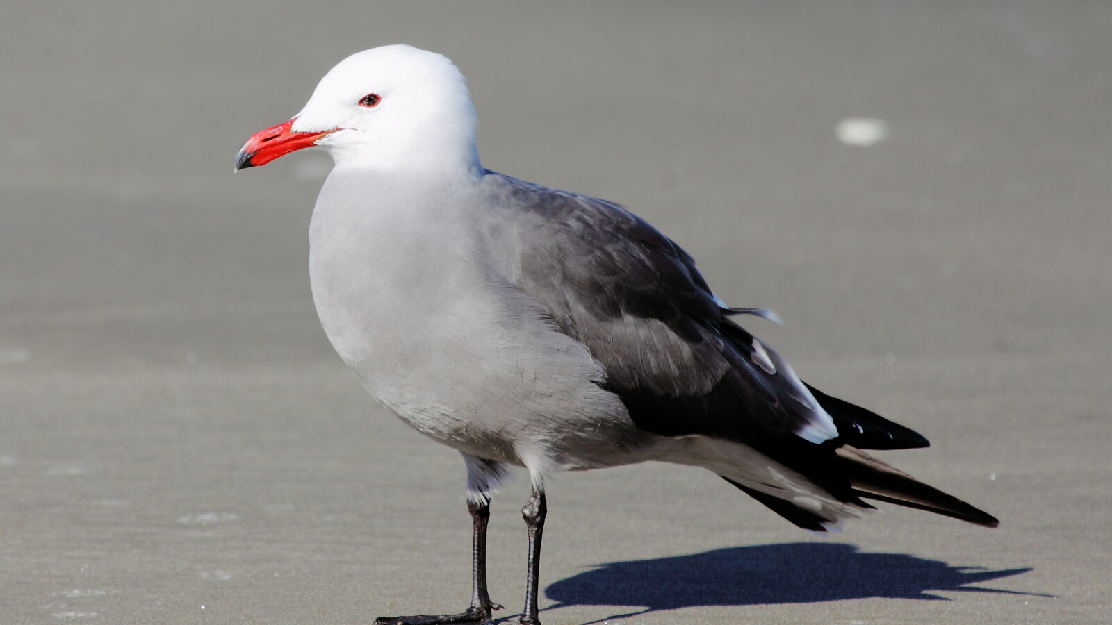 Heermann’s Gull