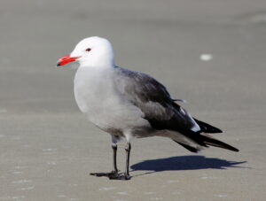 Heermann’s Gull