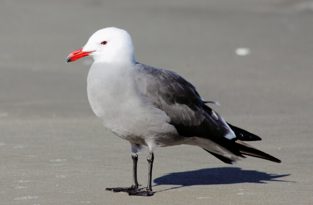 Heermann’s Gull