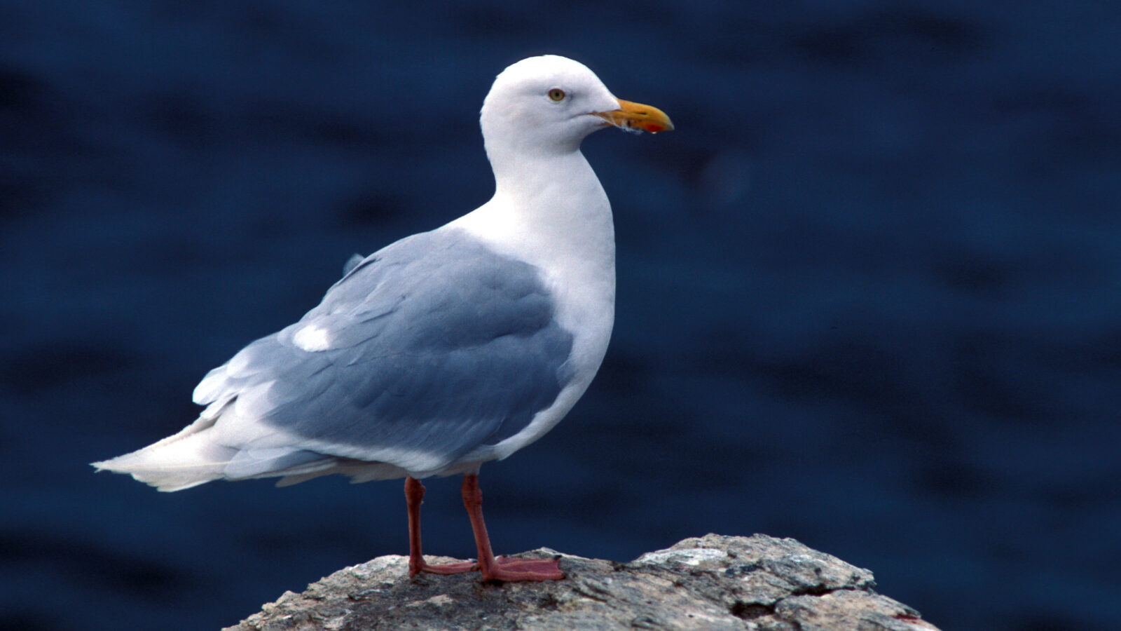 Glaucous Gull