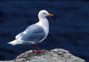 Glaucous Gull