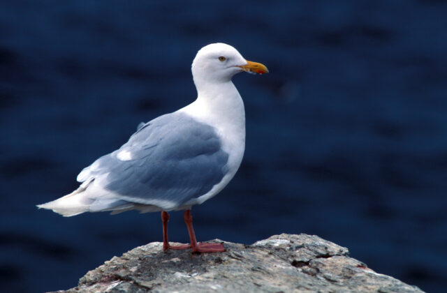 Glaucous Gull