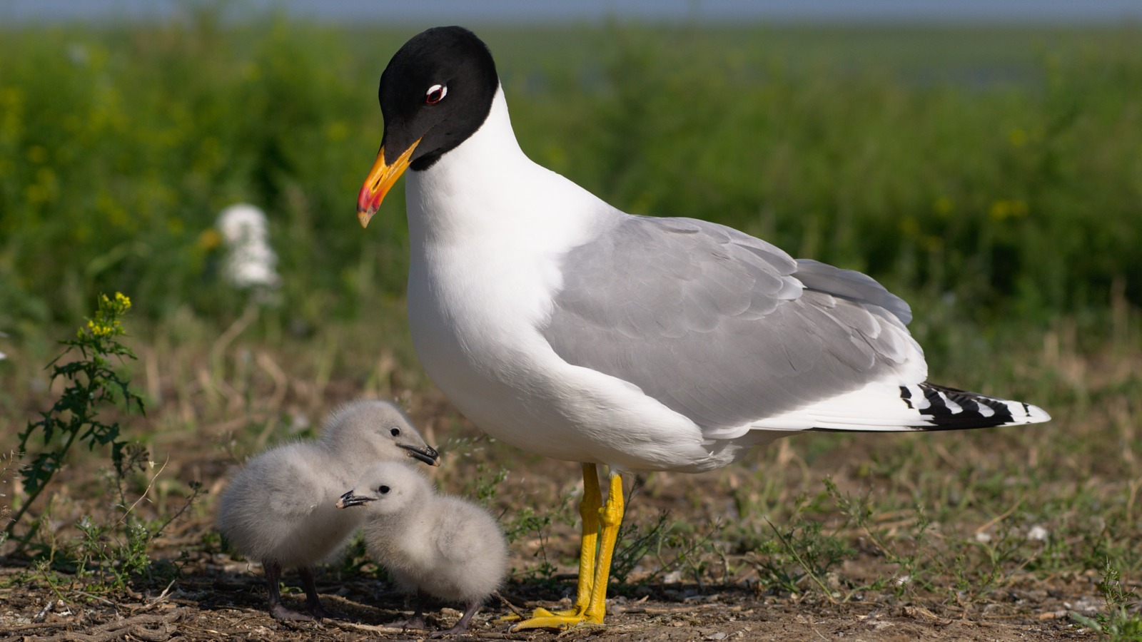 Pallas’s Gull