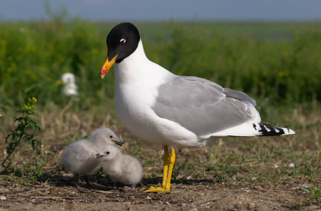 Pallas’s Gull
