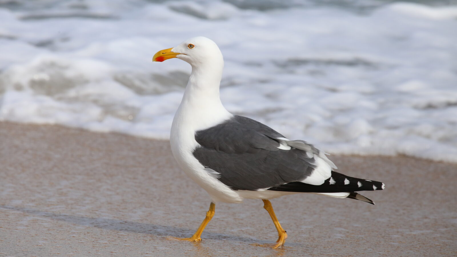 Yellow-footed Gull