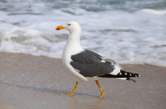 Yellow-footed Gull