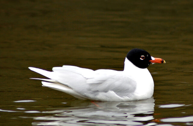 Mediterranean Gull