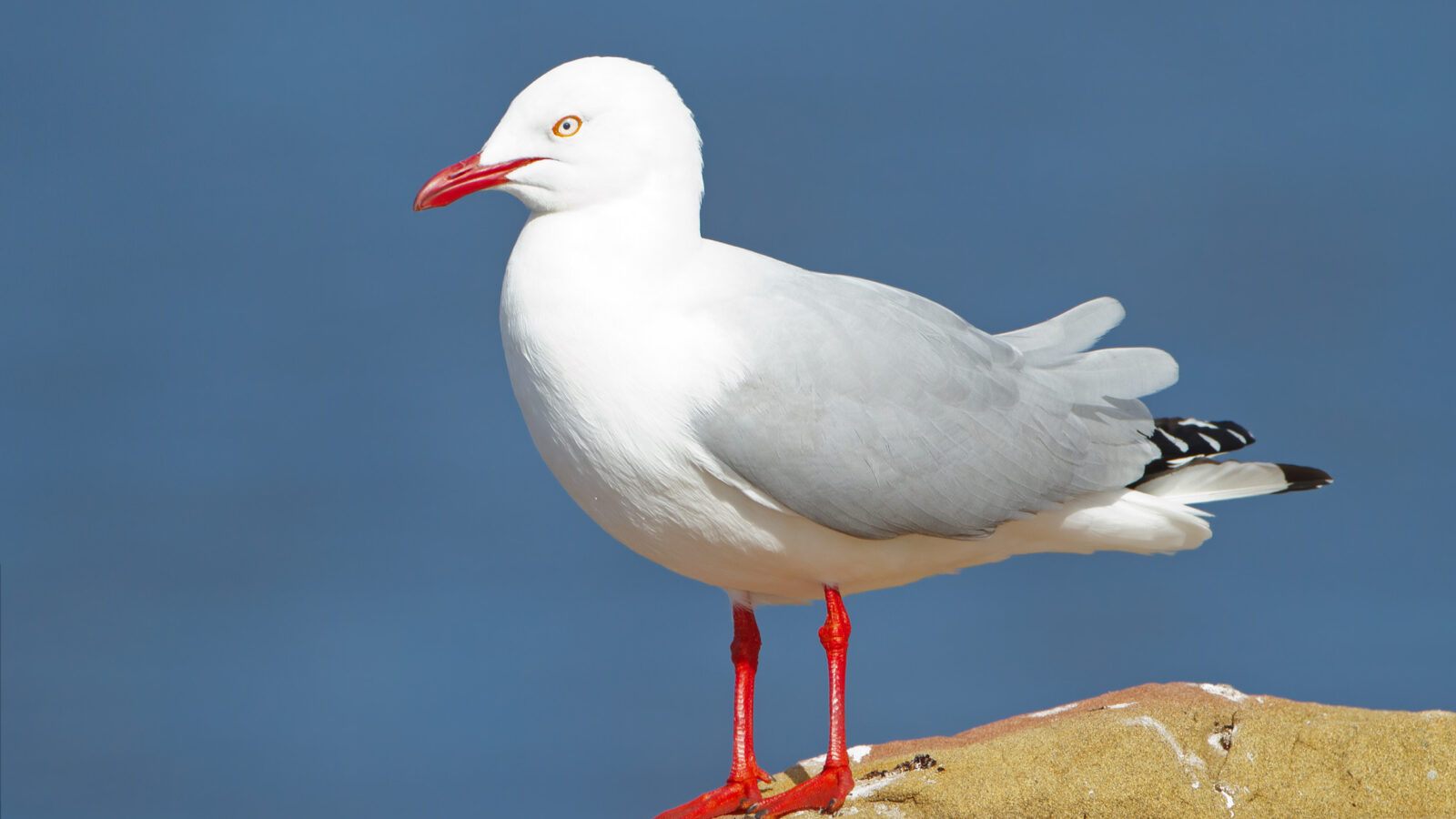 Silver Gull