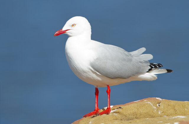 Silver Gull