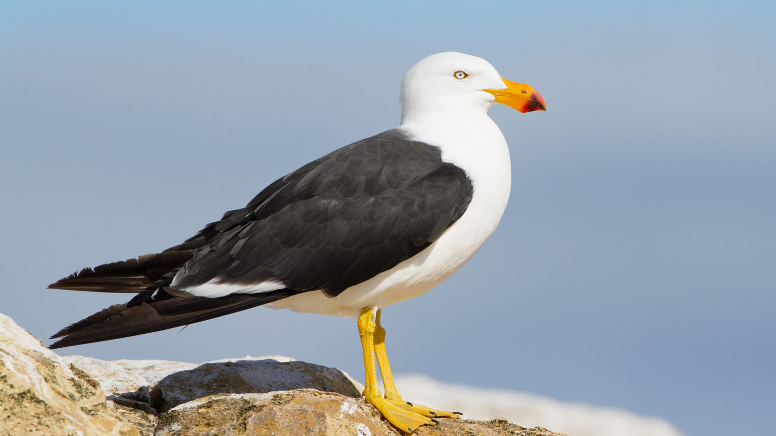 Pacific Gull