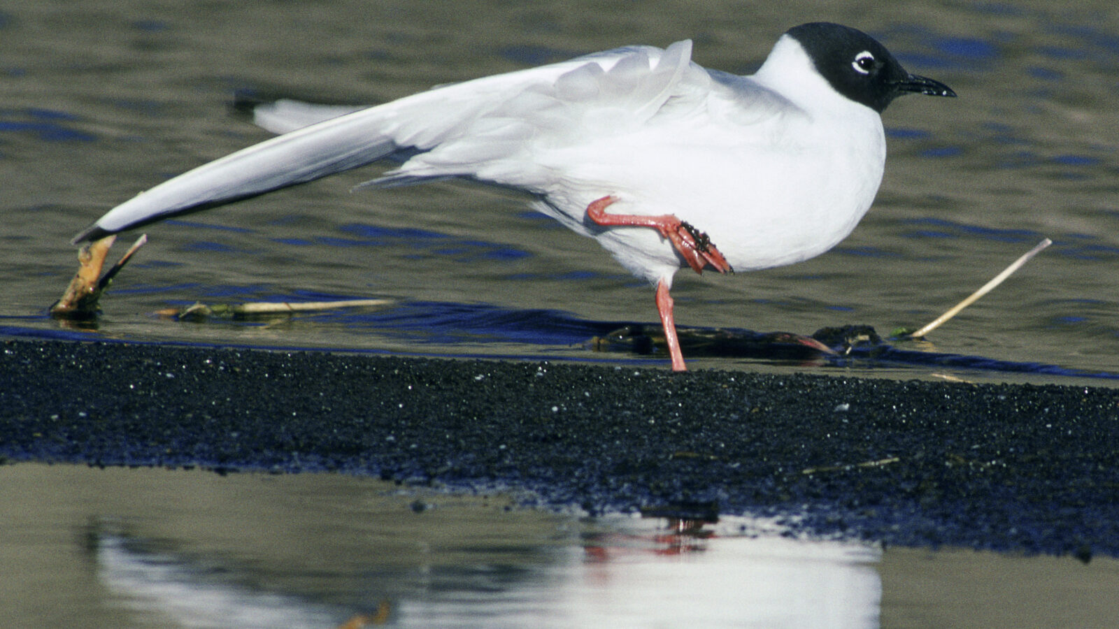 Bonaparte’s Gull