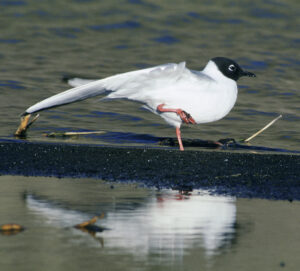 Bonaparte’s Gull