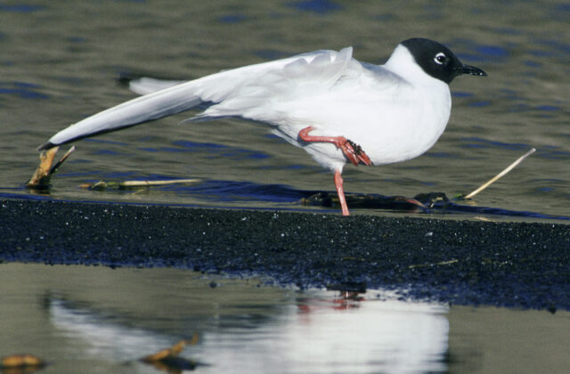 Bonaparte’s Gull