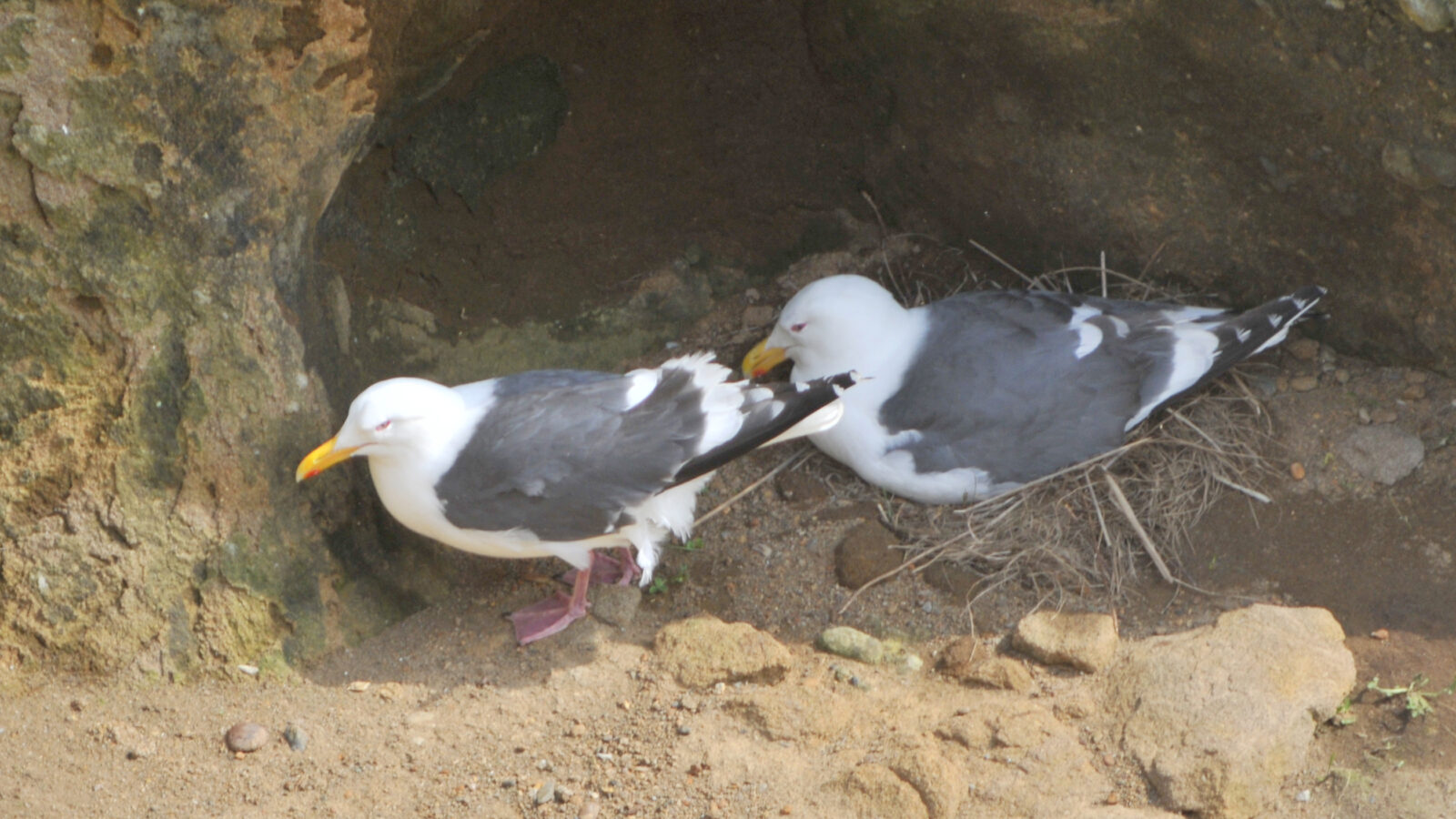 Slaty-backed Gull