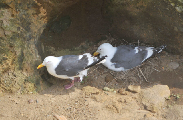 Slaty-backed Gull