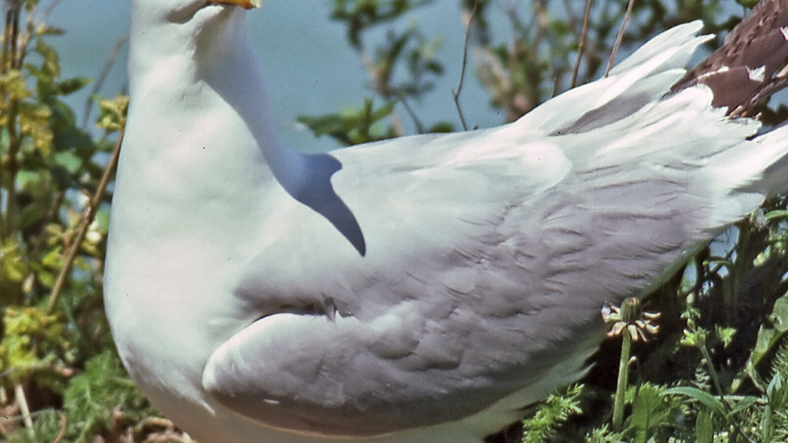American Herring Gull