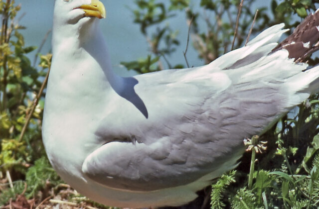 American Herring Gull