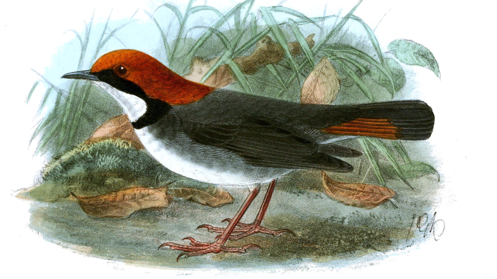 Rufous-headed Robin
