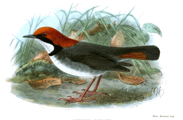 Rufous-headed Robin