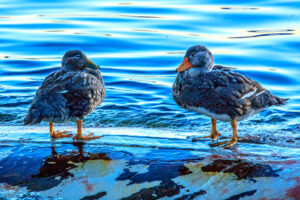 Flying Steamer Duck