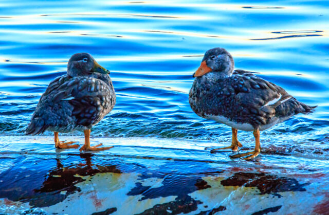 Flying Steamer Duck
