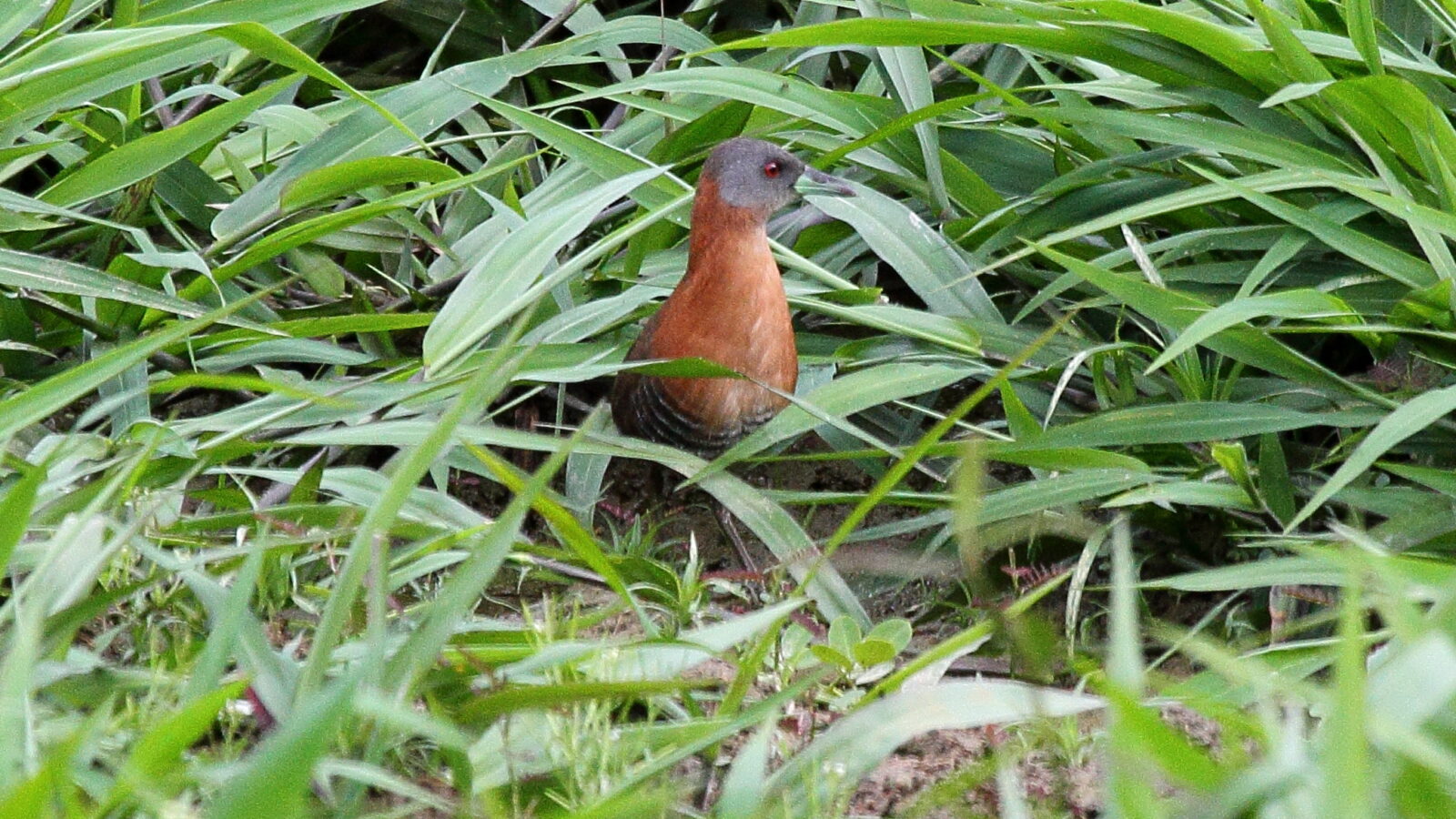 White-throated Crake
