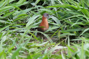 White-throated Crake
