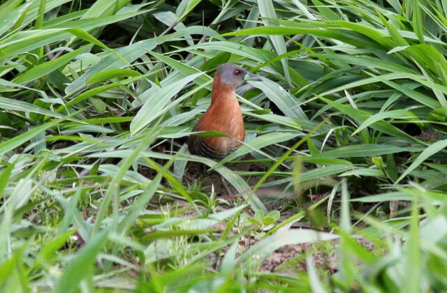 White-throated Crake