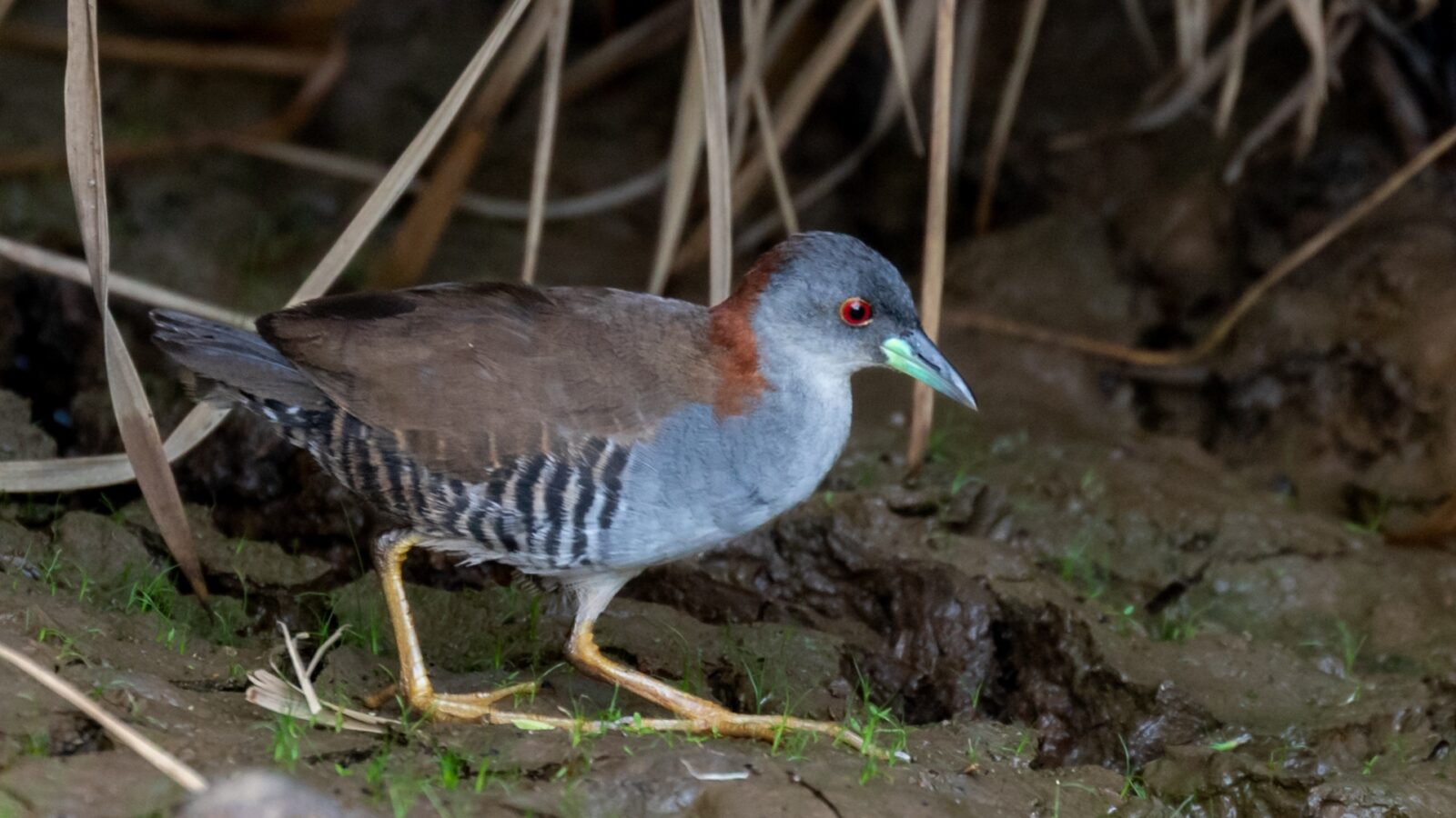 Grey-breasted Crake