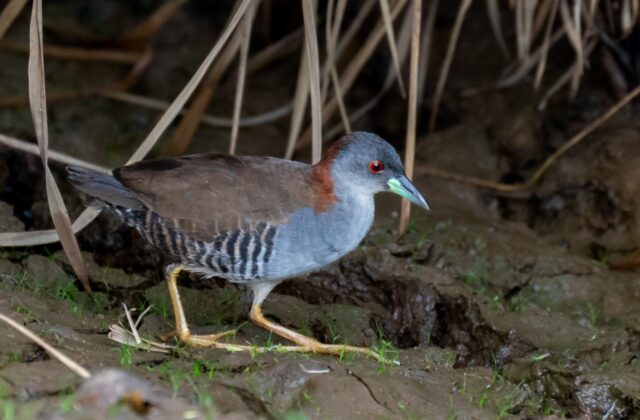 Grey-breasted Crake