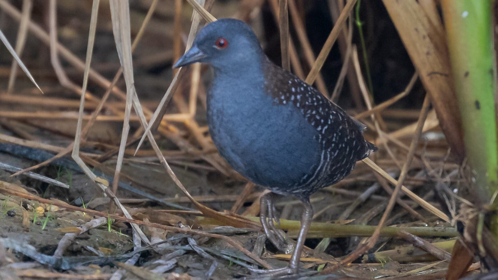 Black Rail