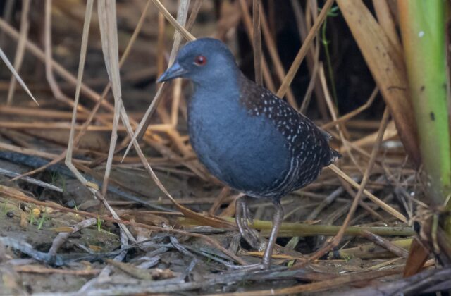Black Rail