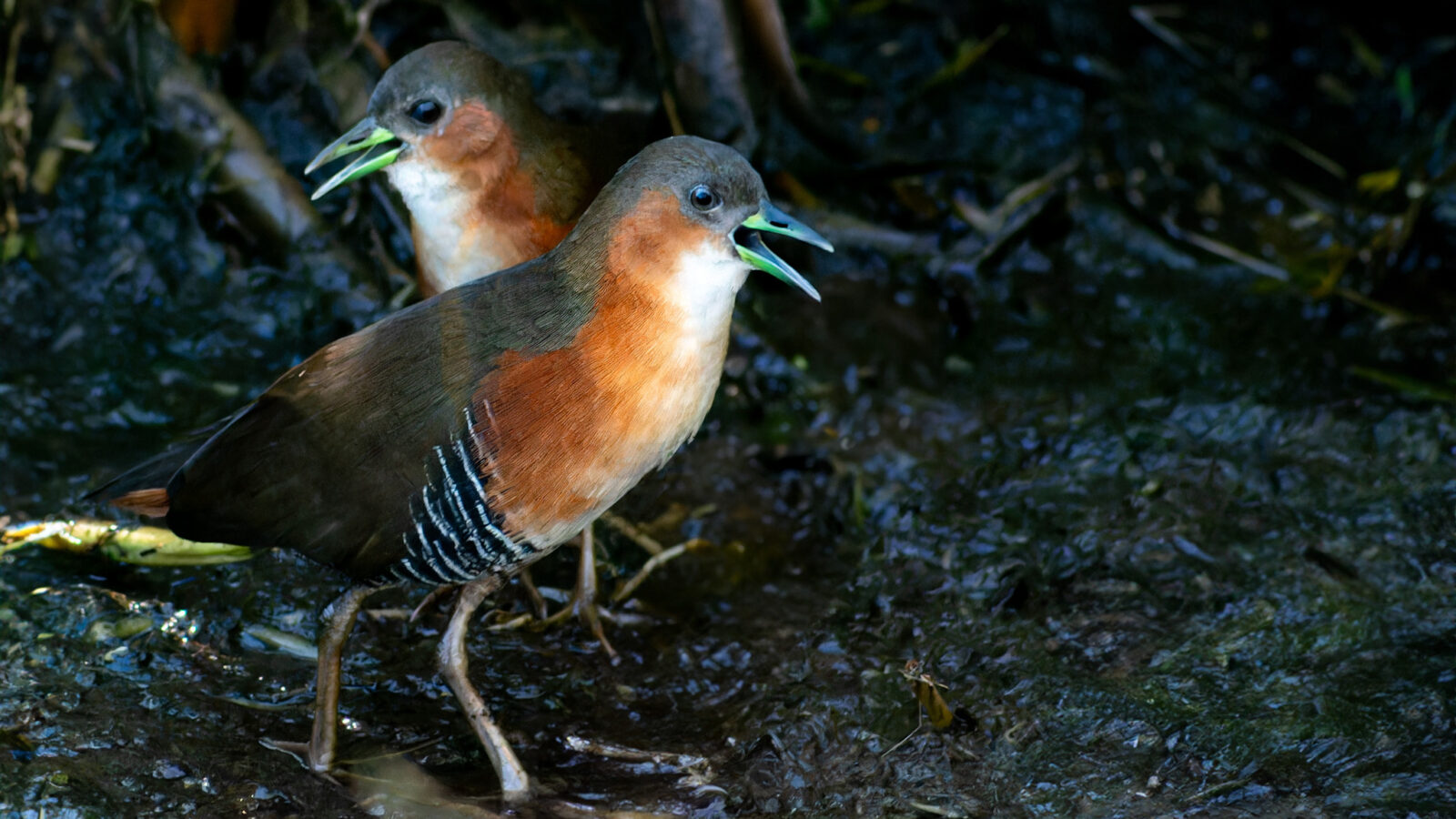 Rufous-sided Crake