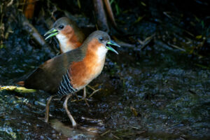 Rufous-sided Crake