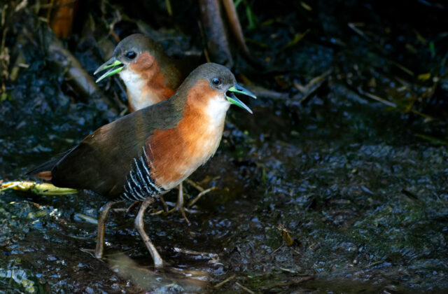 Rufous-sided Crake