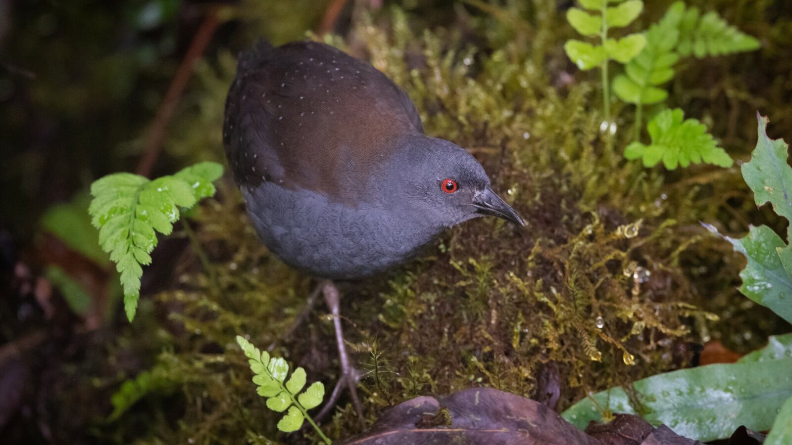 Galapagos Crake