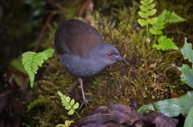 Galapagos Crake