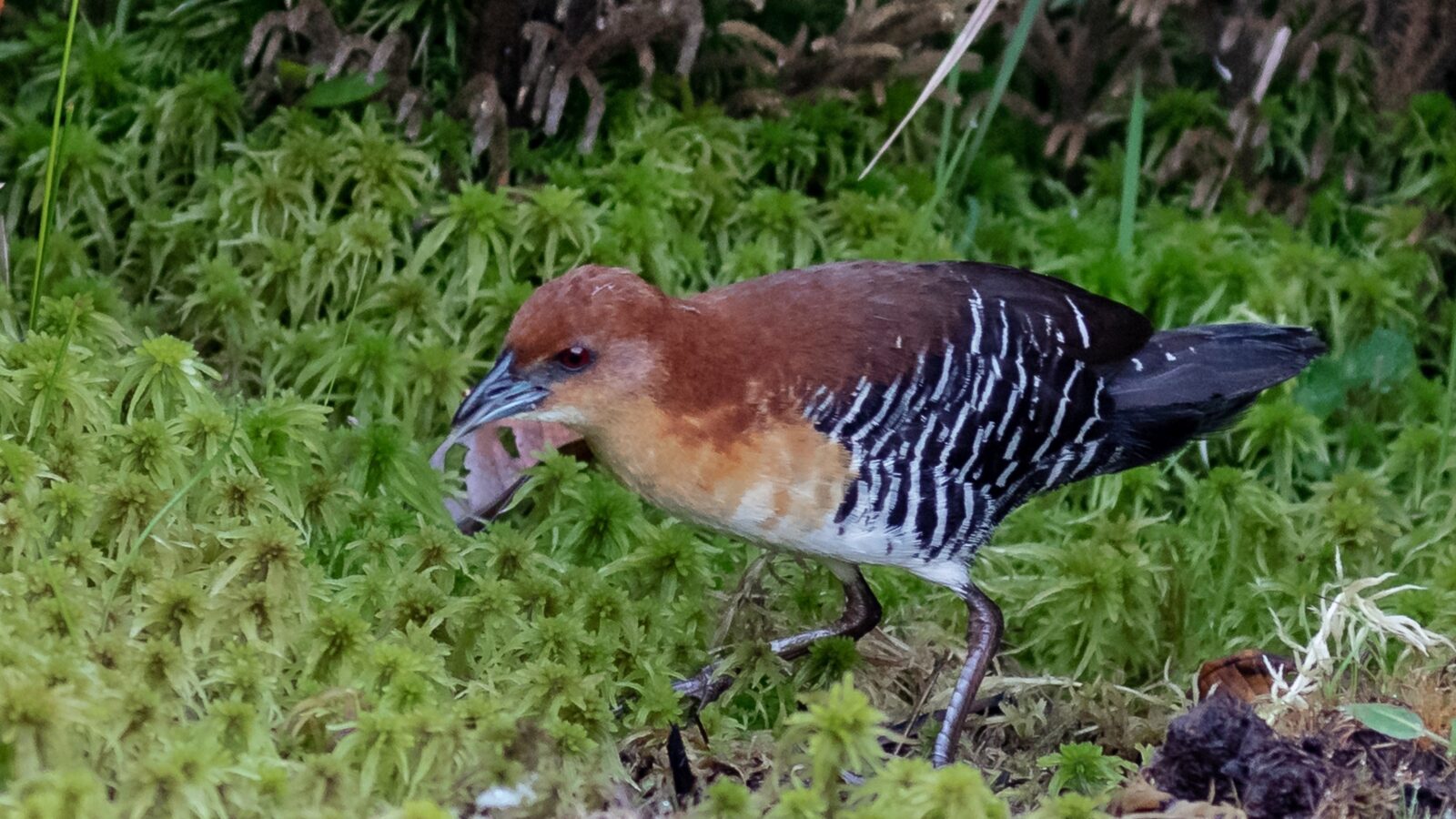 Rufous-faced Crake