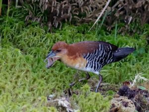 Rufous-faced Crake