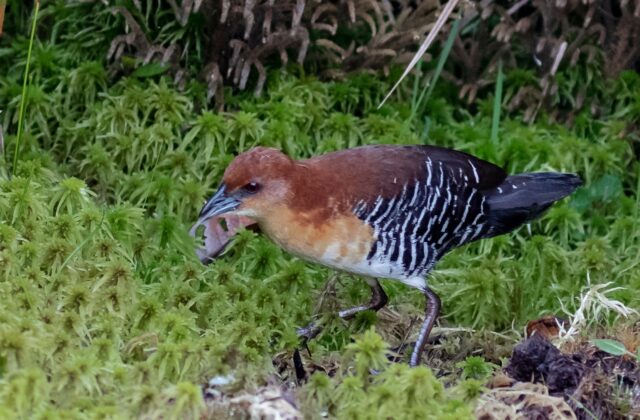 Rufous-faced Crake